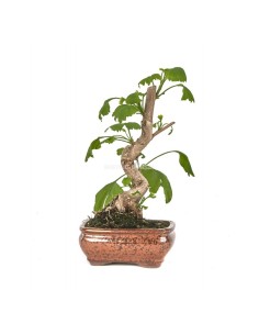 Bonsai Ginkgo Biloba