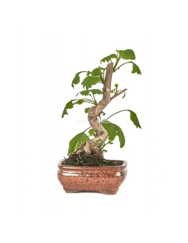 Bonsai Ginkgo Biloba