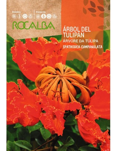 Graine de Tulipier du Gabon