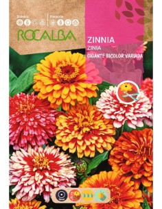 Semilla zinia gigante bicolor variada
