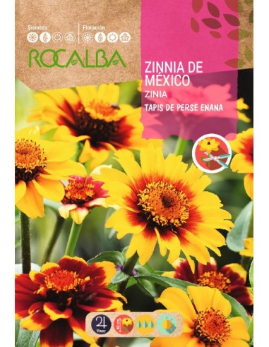 Llavor zinia de Mèxic tapis de perse nana variada