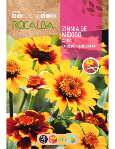 Llavor zinia de Mèxic tapis de perse nana variada