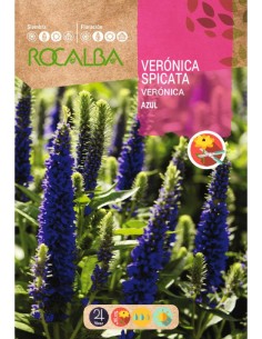 Semente de veronica spicata azul