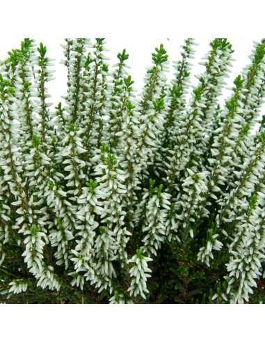 Comprar calluna por 5,95€ en Germigarden
