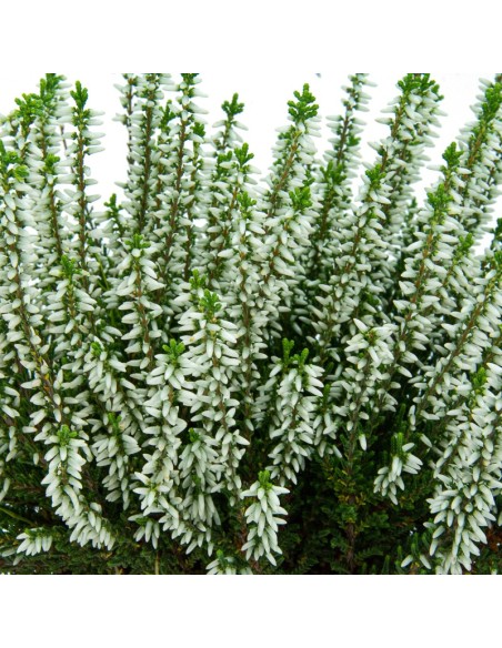 Comprar calluna por 5,95€ en Germigarden