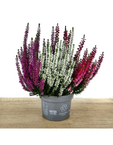 Comprar calluna por 5,95€ en Germigarden