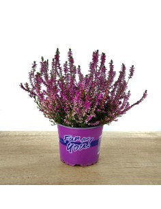 Compre queiró ou urze por € 5,95 em Germigarden 2