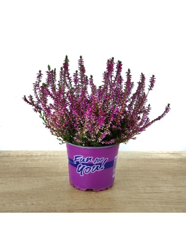 Comprar calluna por 5,95€ en Germigarden