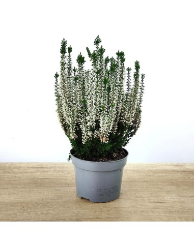 Comprar calluna por 5,95€ en Germigarden