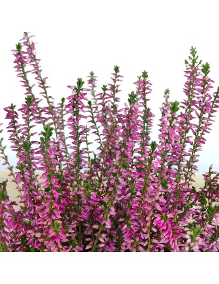 Comprar calluna por 5,95€ en Germigarden