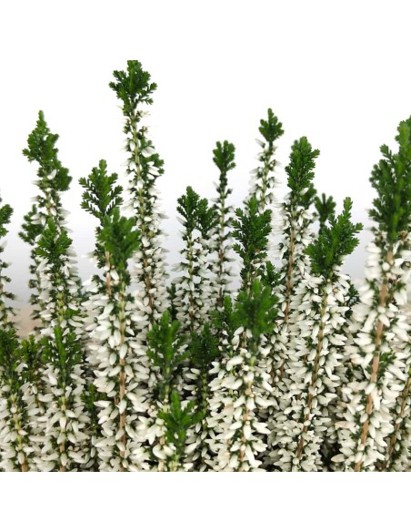 Comprar calluna por 5,95€ en Germigarden