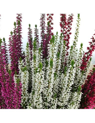 Comprar calluna a Germigarden per 5,95€