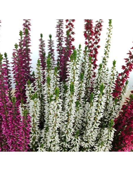 Comprar calluna a Germigarden per 5,95€