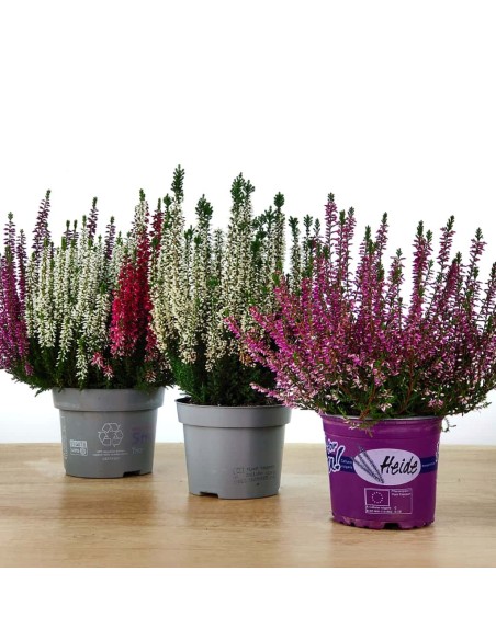 Comprar calluna a Germigarden per 5,95€