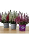 Calluna o brecina