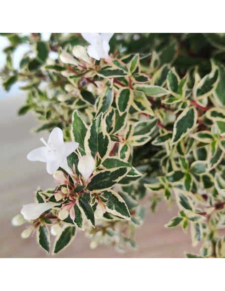 Abèlia Kalidoscope o Abèlia matisada de flor blanca (test 17 cm ø)