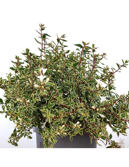Abelia Kalidoscope ou Abelia nuancée de fleurs blanches (pot 17 cm ø)