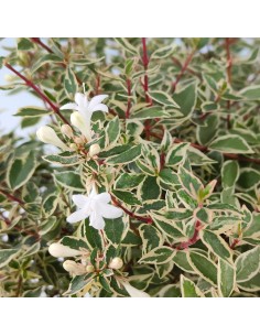 Abelia Kalidoscope o Abelia matizada de flor blanca (maceta 17 cm ø) 2