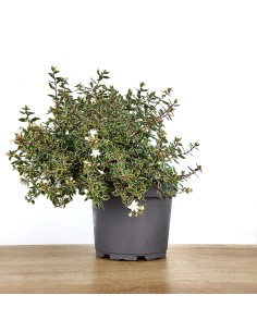 Abelia Kalidoscope ou Abelia nuancée de fleurs blanches (pot 17 cm ø)