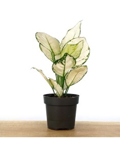 Aglaonema White Joy (test 12 cm  Ø)