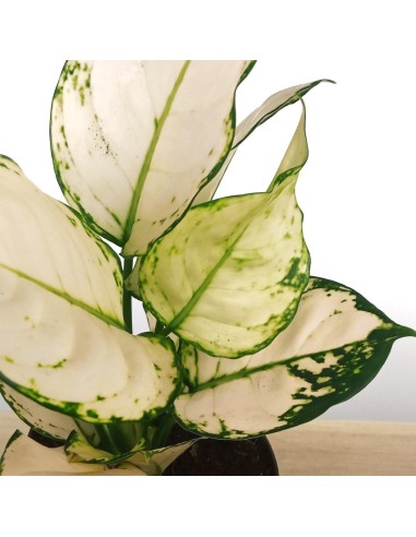 Aglaonema White Joy (test 12 cm  Ø)