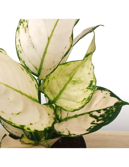 Aglaonema White Joy (maceta 12 cm  Ø)
