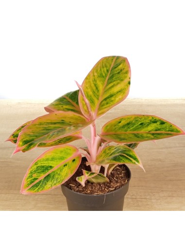 Aglaonema Jungle Nectarin (test 12 cm  Ø)