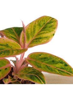 Aglaonema Jungle Nectarin (test 12 cm  Ø) 2