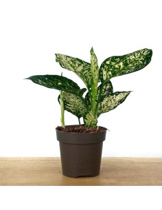 Aglaonema White Anyamanee (pot 12 cm Ø)