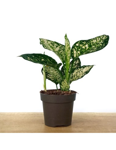 Aglaonema White Anyamanee Nectarin (maceta 12 cm  Ø)
