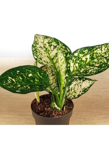 Aglaonema White Anyamanee (pot 12 cm Ø)