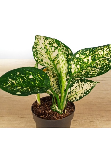 Aglaonema White Anyamanee (pot 12 cm Ø)