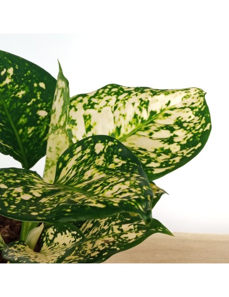 Aglaonema White Anyamanee (test 12 cm  Ø)
