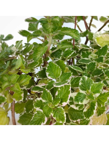 Planta dólar por € 2,50 em Germigarden
