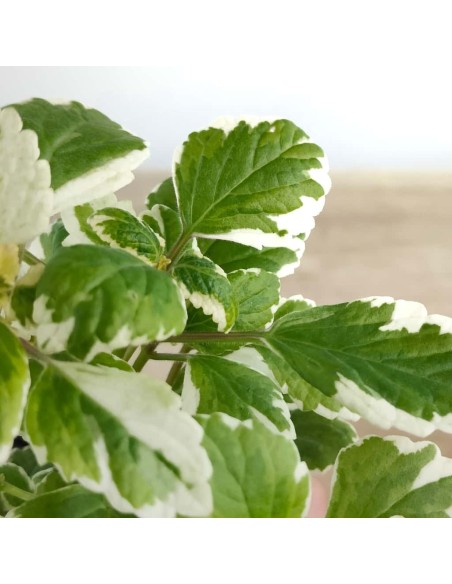 Incienso planta por 2,50€ en Germigarden