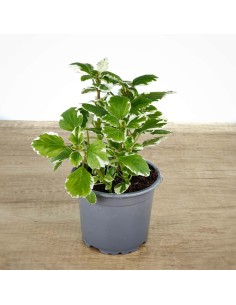Incienso planta por 2,50€ en Germigarden 2