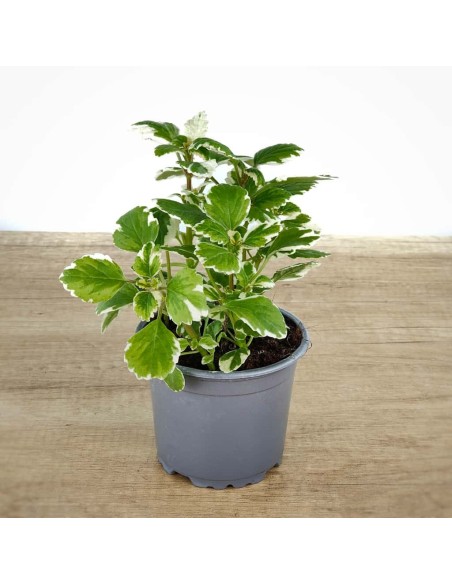 Incienso planta por 2,50€ en Germigarden