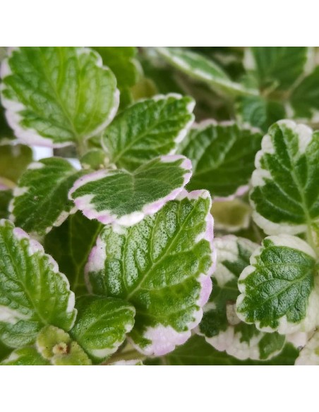 Incienso planta por 2,50€ en Germigarden