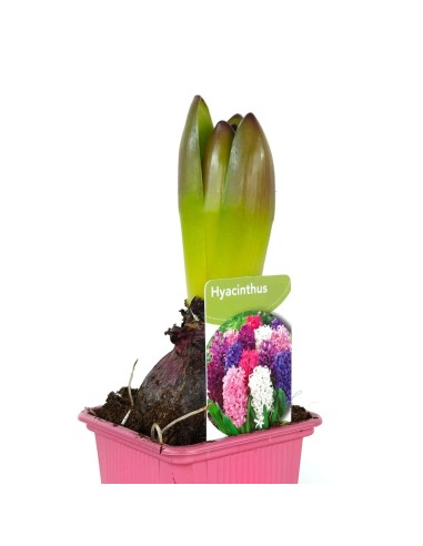 Jacinto  (maceta 6 cm ø)