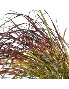 Imperata cylindrica 'Red Baron' 2