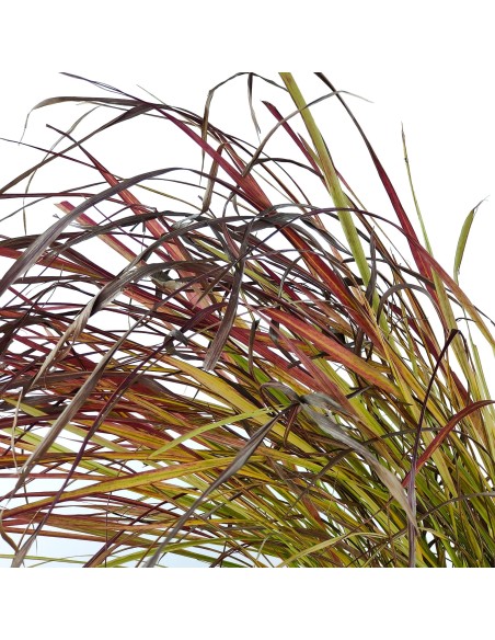 Imperata cylindrica 'Red Baron'