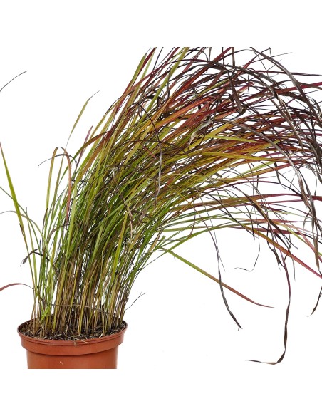 Imperata cylindrica 'Red Baron'