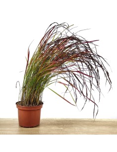 Imperata cylindrica 'Red Baron'