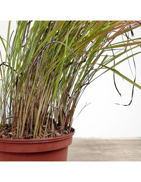Imperata cylindrica 'Red Baron'