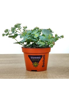 Sedum Sieboldii (pot 10,5 cm ø)
