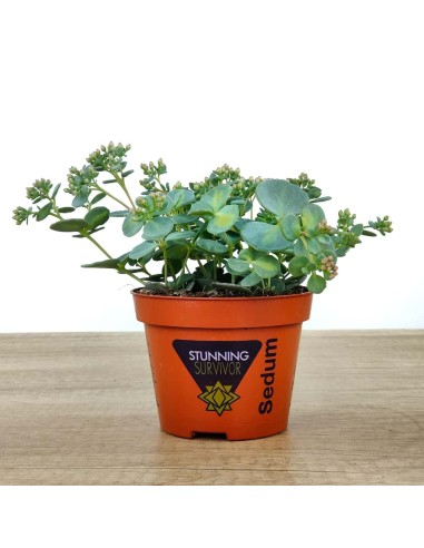 Sedum Sieboldii (pot 10,5 cm ø)