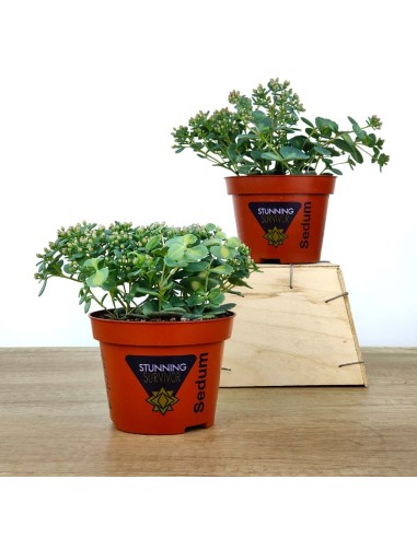 Pilarica o Sedum Sieboldii (test 10,5 cm ø)