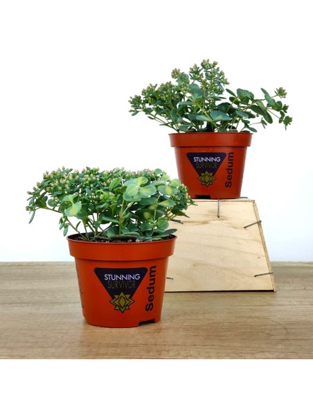 Sedum Sieboldii (pot 10,5 cm ø)