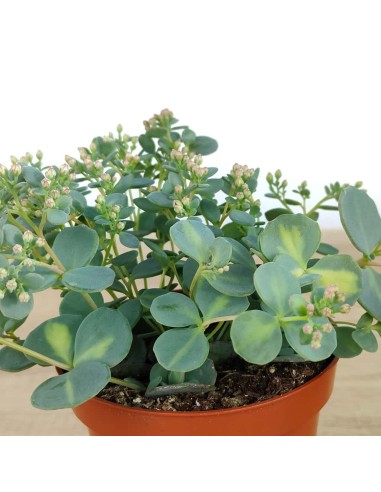 Sedum Sieboldii (pot 10,5 cm ø)