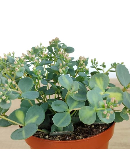 Pilarica o Sedum Sieboldii (test 10,5 cm ø)